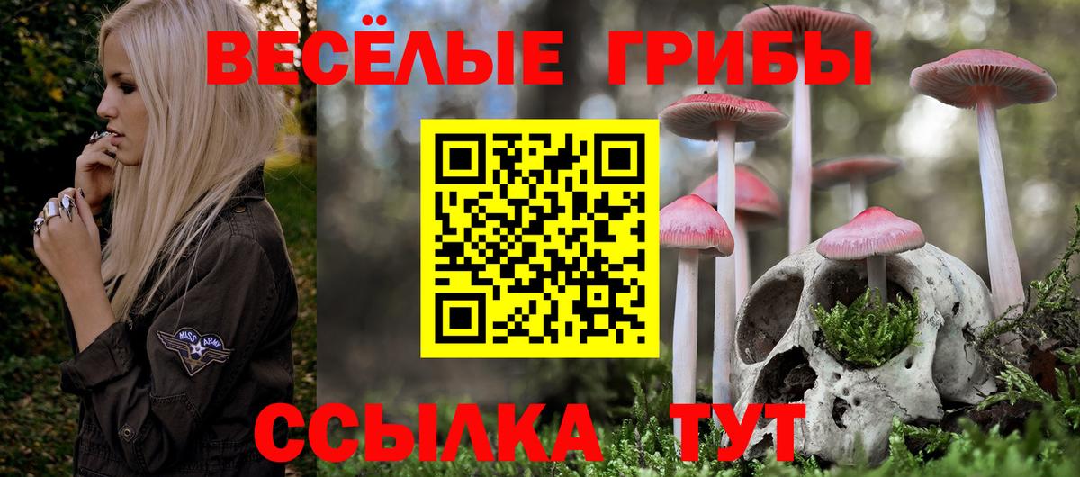 что такое   Вход с VPN  Будённовск  Псилоцибиновые грибы GOLDEN TEACHER 